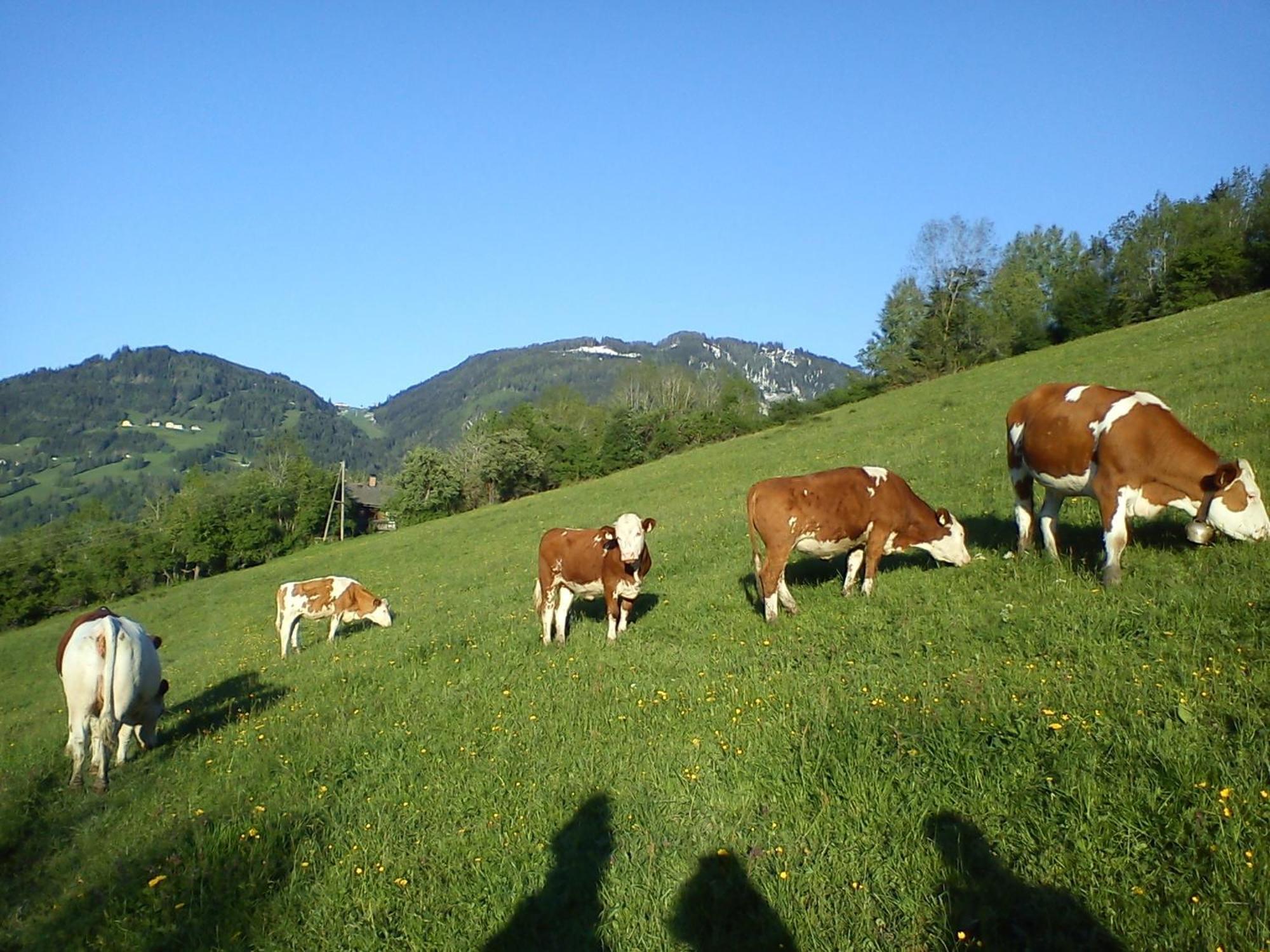 Weidinghof Apartment Sankt Veit im Pongau Exterior foto